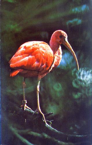 0111-2504 EXOTIC BIRDS ON DISCOVERY ISLAND