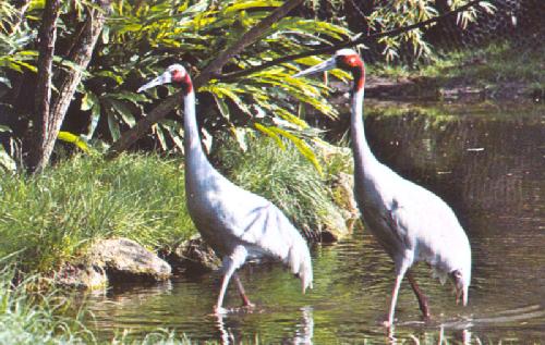 EXOTIC BIRDS ROAM DISCOVERY ISLAND