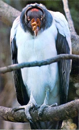 DISCOVERY ISLAND'S VULTURE